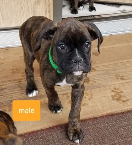 See more of boxer puppies for sale. Boxer puppy dog for sale in Back River Falls, Wisconsin