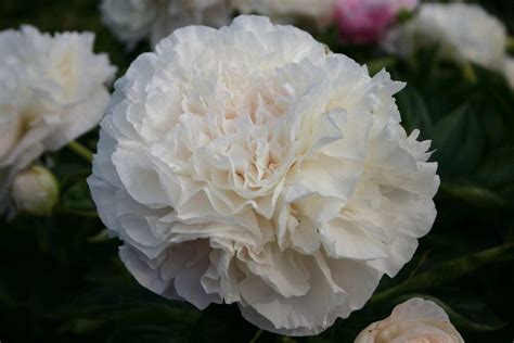 Mothers Choice Parkland Peonies