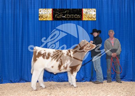 Sunday Backdrops Legacy Livestock Imaging