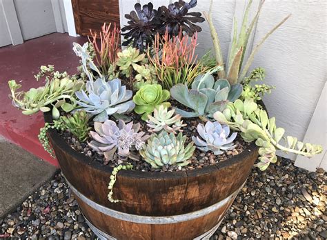 An Old Wine Barrel Is The Perfect Home For A Succulent Garden 1000