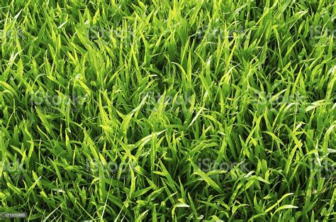 Fresh Green Grass Stock Photo Download Image Now Grass Close Up