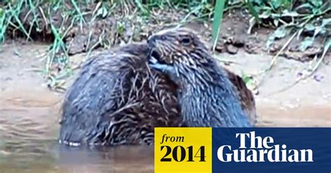 Battle To Stop Capture Of Englands First Wild Beavers In 500 Years
