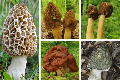 How To Tell The Difference Between Morel Mushrooms And Their Poisonous