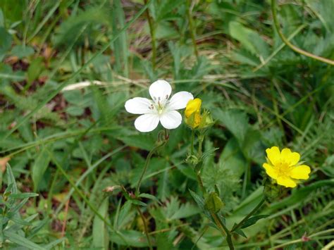 Avas florist® can have flowers. Flowers | Taken in Hyalite Canyon near Bozeman, MT ...