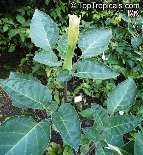 .arborea, brugmansia aurea, brugmansia insignis, brugmansia sanguinea, brugmansia the brugmansia species contain tropane alkaloids of the type that have lethal nighthade toxicity. Datura innoxia, Datura meteloides, Thorn Apple, Moonflower ...