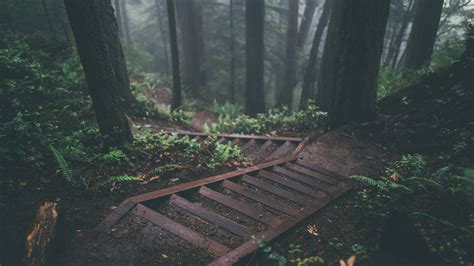 Wallpaper Nature Forest Stairs Mist 2560x1440 Xtraterr 1505899