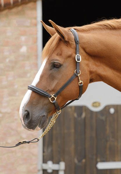 Padded Leather Halter By Premier Equine Four Star Eventing Gear
