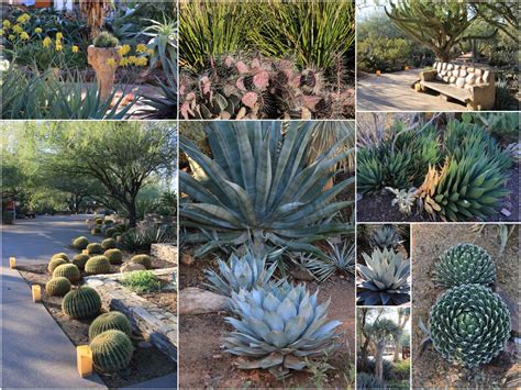 Cactus au jardin botanique du désert, phoenix, arizona, usa. Succulents and More: Arizona 2016: Day 1: Desert Botanical ...