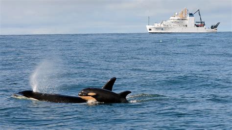 New Baby Orca Other Discoveries Made By Biologists Tracking Whales Off