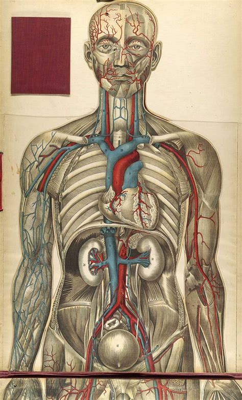 Body Of Knowledge Anatomy Art Scientific Illustration Medical