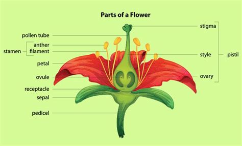 11 Facts Functions Pictures And Parts Of A Flower For Kids