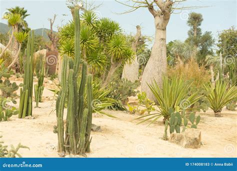 Cacti In The Sand Desert Cactus Park Stock Image Image Of Flora