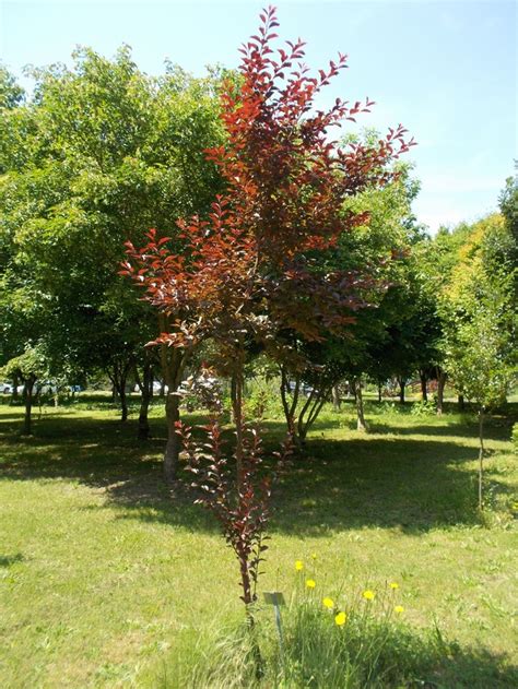 The cost ranges from $300 for a small tree to $1,100 for a large tree. Plant Newport Plum by Look Up, Virginia! Utility-Friendly ...
