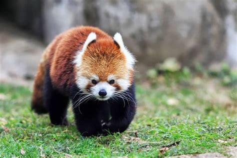 Red Panda Live In Temperate Climates In Deciduous And Coniferous