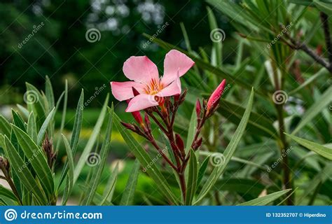 Pink Nerium Oleander Blooming In The Garden Stock Image Image Of