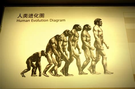 Human Evolution Free Stock Photo Public Domain Pictures
