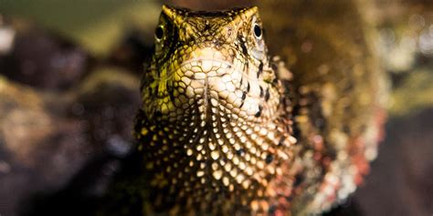 Chinese Crocodile Lizard Smithsonians National Zoo And Conservation