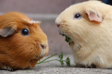 Rehoming A Guinea Pig The Process Animals In Distress Devon
