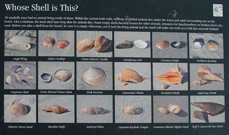 Types Of Seashells For Kids