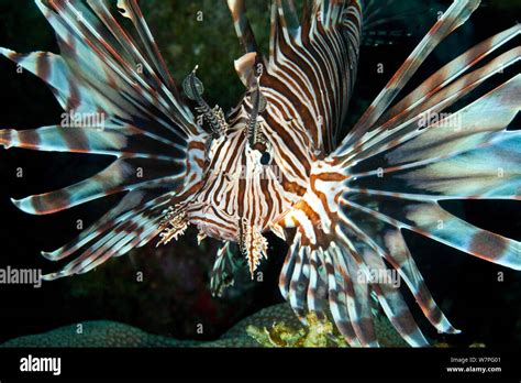 Red Lionfish Pterois Volitans Juvenile An Invasive Species In The