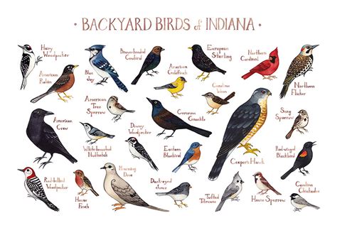 Indiana Backyard Birds Field Guide Art Print Watercolor