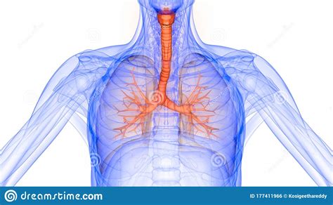 Polmoni Parte Dell Anatomia Del Sistema Respiratorio Umano Illustrazione Di Stock