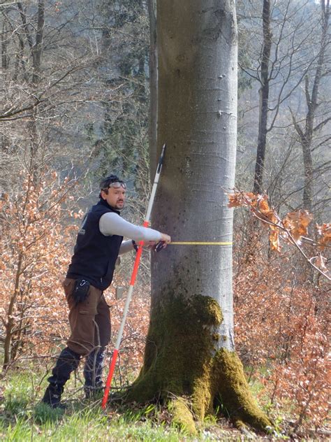 Deutscher Wald Wie Geht S Dir Das Klärt Die Bundeswaldinventur Galileo