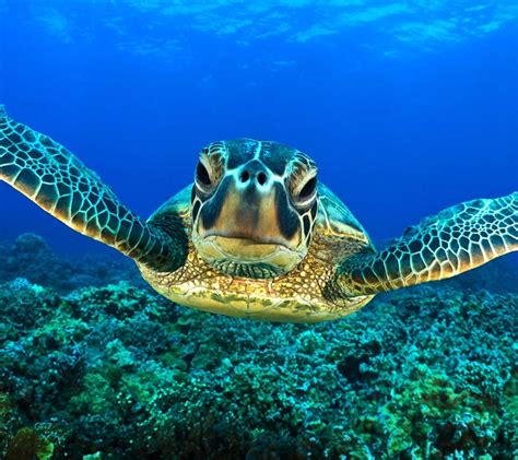 Top 27 Sea Animals Wallpapers In Hd