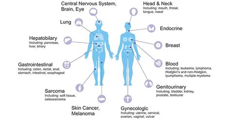 Main Types Of Cancer