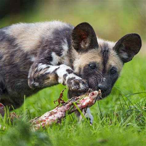 Closeup Of A Wild Dog Eating Meat A Photo On Flickriver