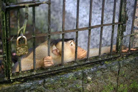 Macaco Em Uma Gaiola Imagem De Stock Imagem De Pele Captiveiro 7119791