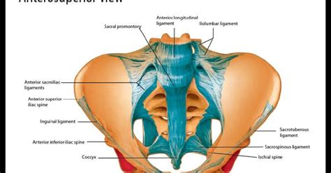 Instrument cannulating external os of uterus, contrast within uterine cavity, contrast medium in pelvic cavity, contrast within uterine tubes, suspensory ligament of ovary. Ligaments pelvic girdle | Skeletal | Pinterest