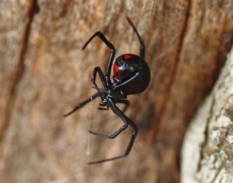 There will be tiny puncture wounds at the bite site, with some local swelling. What's the world's deadliest spider? | HowStuffWorks