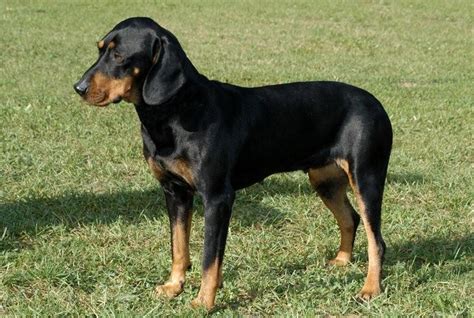 Austrian Black And Tan Hound Info Temperament Puppies Pictures