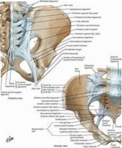 Interosseous Ligament Sacrum