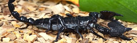 Black Emperor Scorpion In Wildlife Scorpion Facts And Information