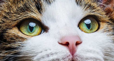 Глаза кошки фото — Картинки и Рисунки