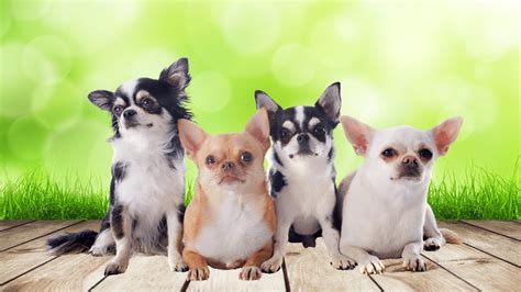 Dog Breed Spotlight Chihuahua History And Facts Dr Bills Pet Nutrition