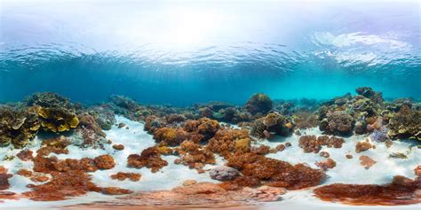 Great Barrier Reef Insane Technology Is Stopping Coral Bleaching