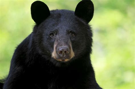Black Bear Attacks On Humans Are Rare But Often Begin As Scuffles With