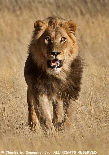 Male Lion Running
