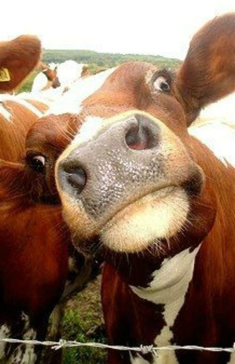 Cows Pulling Faces Farm Animals Animals And Pets Funny Animals Cute