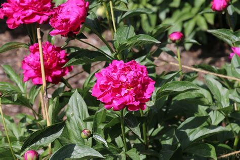 Beautiful Blooms At The Peony Gardens Nichols Arboretum Flickr