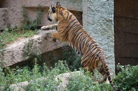 Free Leaping Tiger Stock Photo
