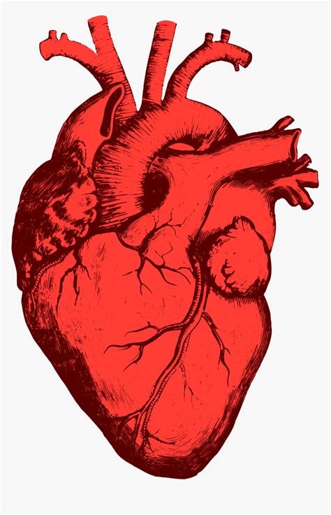 Heart Png Real Coração Humano Desenho Png Transparent Png