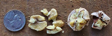 Up until she was 13 years old, she lived on indian line right. Hickory Nuts: Foraging for Pignut and Shagbark Hickory Nuts