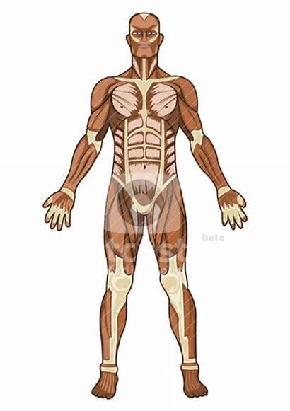 Anatomy Clipart Human Illustration Vector Dinictis Clipground