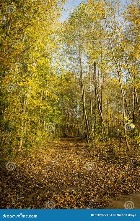 Beautiful Autumn Trees And Bushes In The Park The Trail Covered With