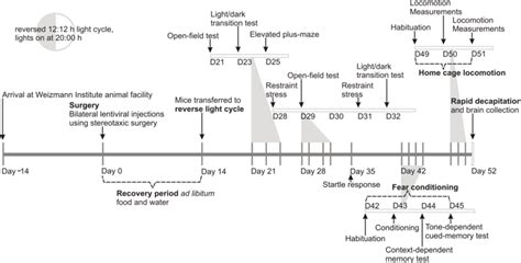 Timeline Of Experimental Procedures Conducted In The Laboratory Of Dr