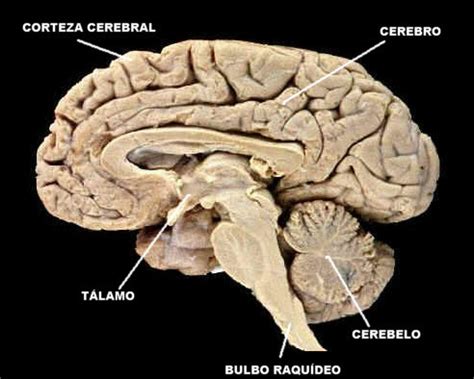 Nerbio Sistema Mind Map